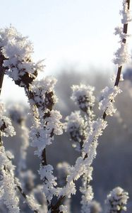 Preview wallpaper bushes, hoarfrost, snow, winter, ice, cold