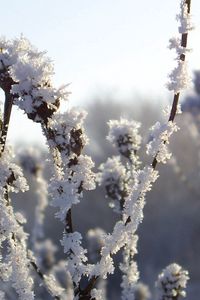Preview wallpaper bushes, hoarfrost, snow, winter, ice, cold