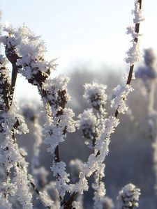 Preview wallpaper bushes, hoarfrost, snow, winter, ice, cold