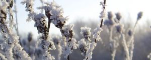 Preview wallpaper bushes, hoarfrost, snow, winter, ice, cold