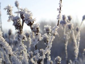 Preview wallpaper bushes, hoarfrost, snow, winter, ice, cold