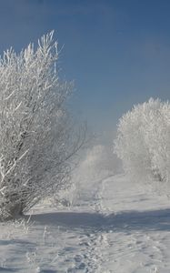 Preview wallpaper bushes, hoarfrost, snow, traces, path, snow-white, landscape, shadows