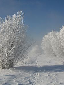 Preview wallpaper bushes, hoarfrost, snow, traces, path, snow-white, landscape, shadows