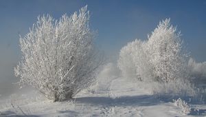 Preview wallpaper bushes, hoarfrost, snow, traces, path, snow-white, landscape, shadows