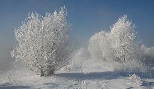 Preview wallpaper bushes, hoarfrost, snow, traces, path, snow-white, landscape, shadows