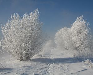 Preview wallpaper bushes, hoarfrost, snow, traces, path, snow-white, landscape, shadows