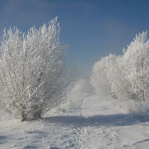 Preview wallpaper bushes, hoarfrost, snow, traces, path, snow-white, landscape, shadows