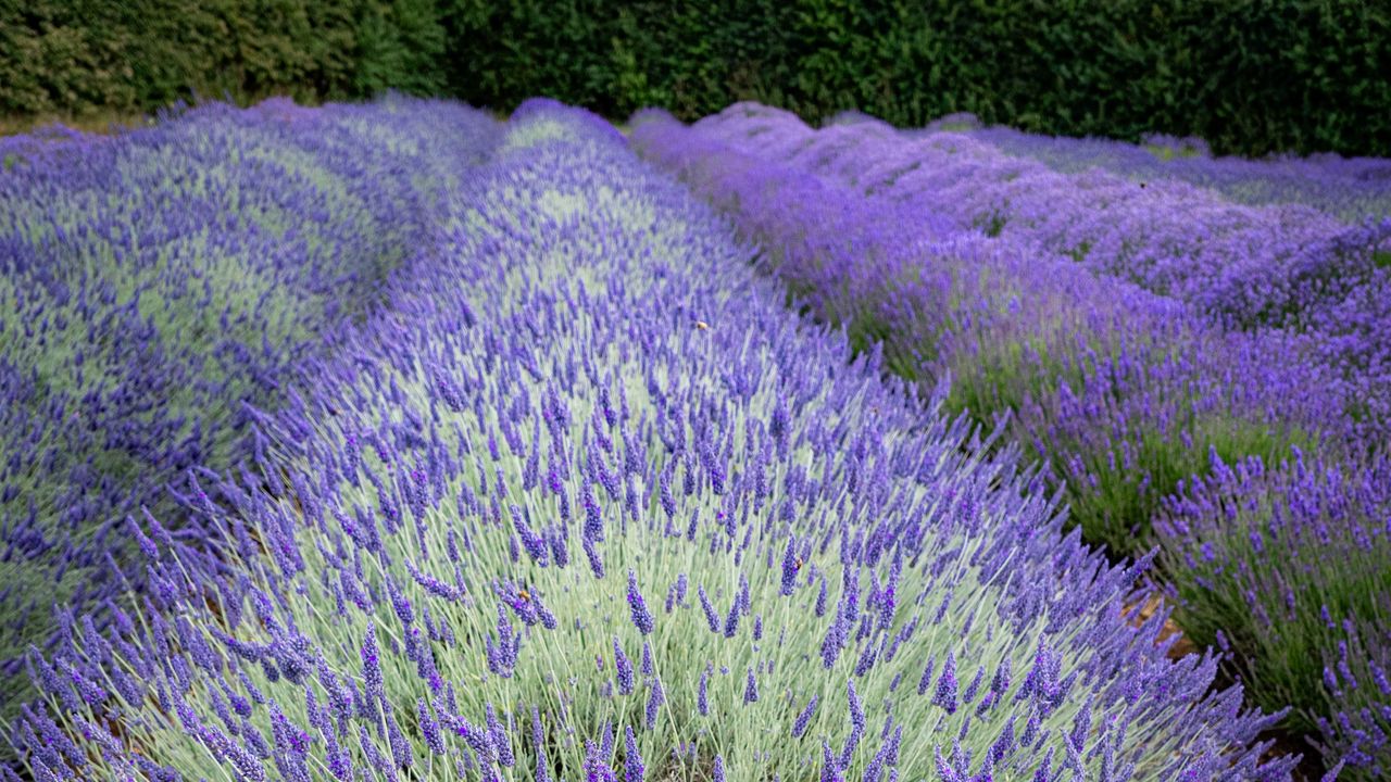 Wallpaper bushes, lavender, flowers, field, nature