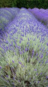 Preview wallpaper bushes, lavender, flowers, field, nature