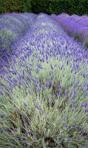 Preview wallpaper bushes, lavender, flowers, field, nature