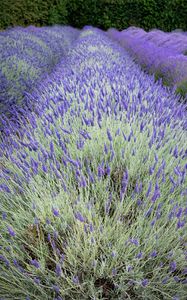 Preview wallpaper bushes, lavender, flowers, field, nature