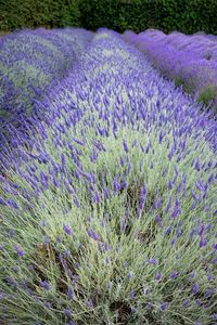 Preview wallpaper bushes, lavender, flowers, field, nature