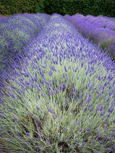 Preview wallpaper bushes, lavender, flowers, field, nature