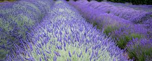 Preview wallpaper bushes, lavender, flowers, field, nature