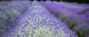 Preview wallpaper bushes, lavender, flowers, field, nature