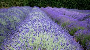 Preview wallpaper bushes, lavender, flowers, field, nature