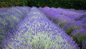 Preview wallpaper bushes, lavender, flowers, field, nature