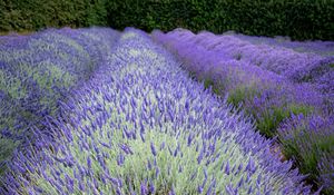 Preview wallpaper bushes, lavender, flowers, field, nature