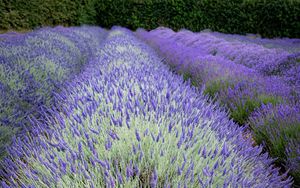 Preview wallpaper bushes, lavender, flowers, field, nature