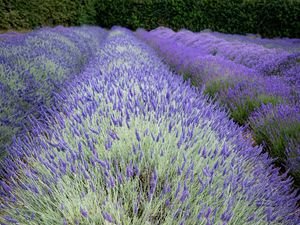 Preview wallpaper bushes, lavender, flowers, field, nature