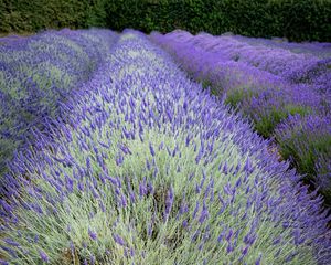 Preview wallpaper bushes, lavender, flowers, field, nature