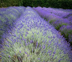 Preview wallpaper bushes, lavender, flowers, field, nature