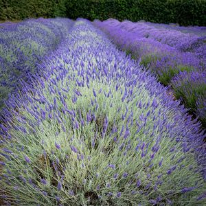 Preview wallpaper bushes, lavender, flowers, field, nature