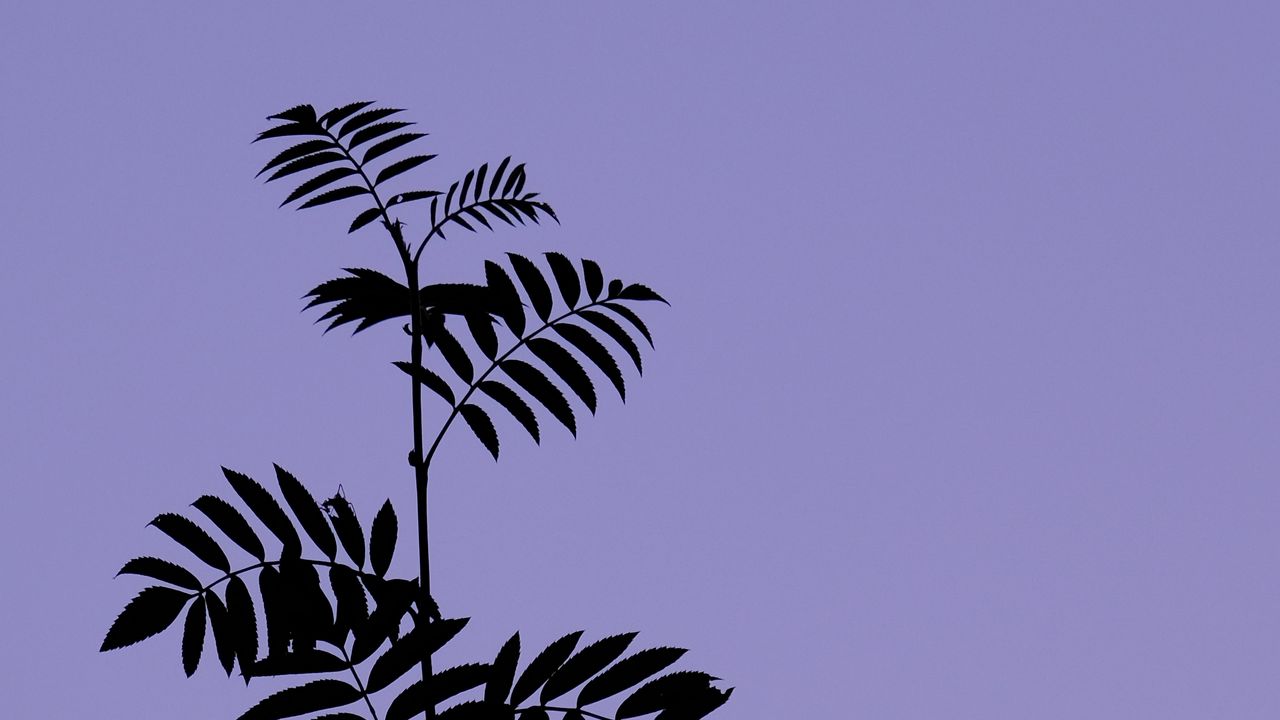 Wallpaper bushes, leaves, branch, sky