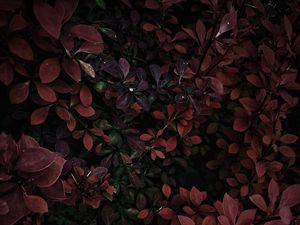 Preview wallpaper bushes, leaves, branches, plant