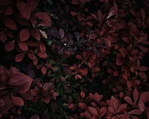 Preview wallpaper bushes, leaves, branches, plant