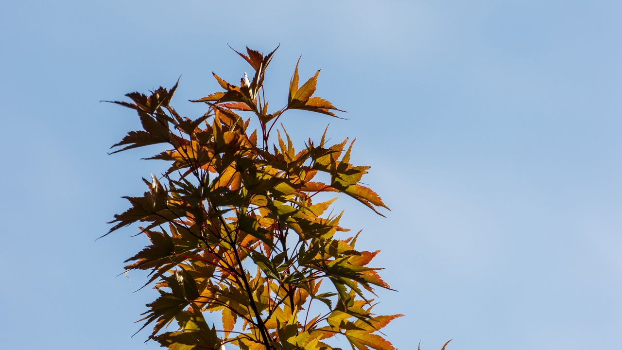 Wallpaper bushes, leaves, branches, sky