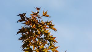 Preview wallpaper bushes, leaves, branches, sky