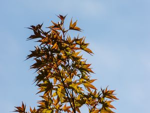 Preview wallpaper bushes, leaves, branches, sky