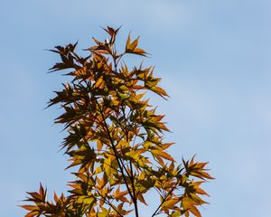 Preview wallpaper bushes, leaves, branches, sky