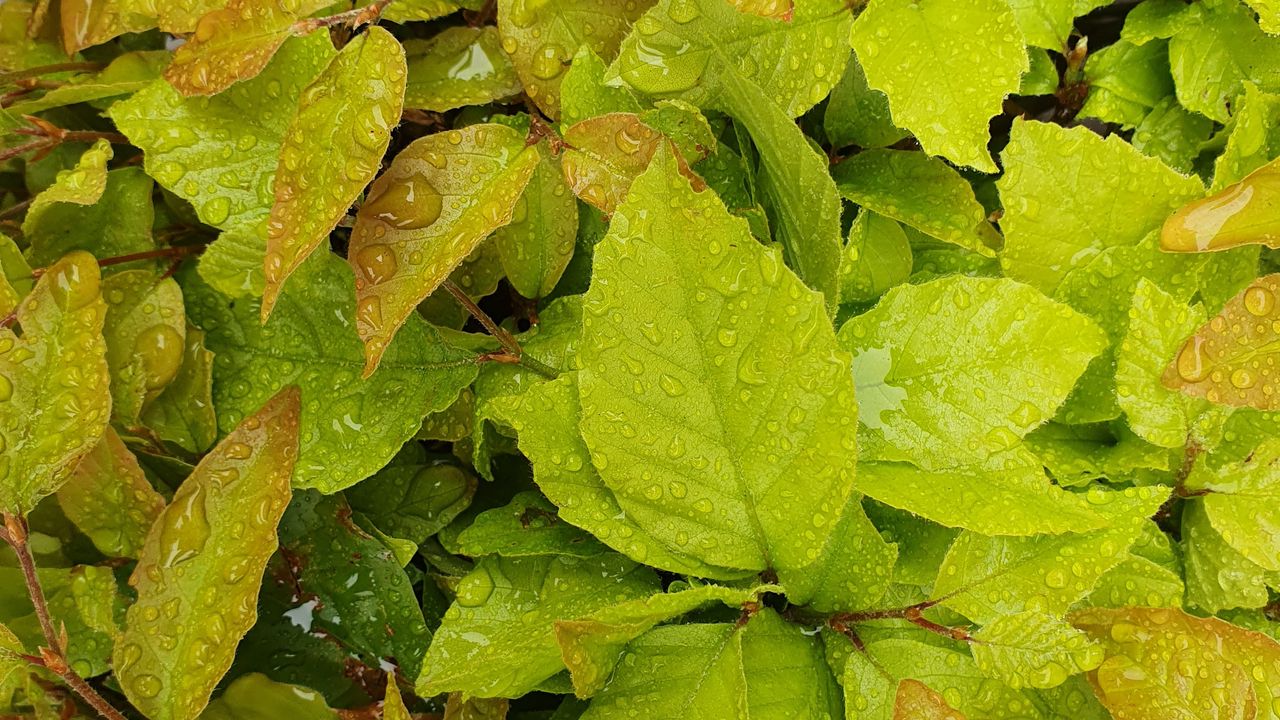 Wallpaper bushes, leaves, drops, wet