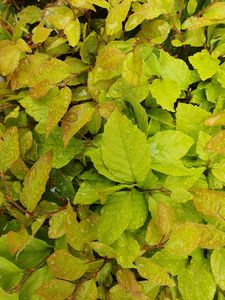 Preview wallpaper bushes, leaves, drops, wet