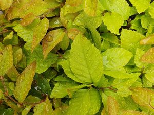 Preview wallpaper bushes, leaves, drops, wet