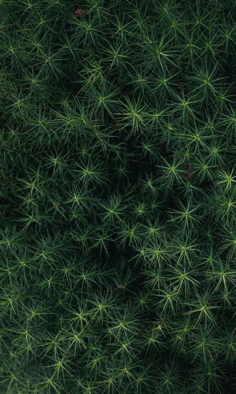 480x800 Wallpaper bushes, leaves, macro, green