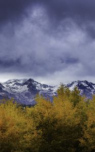 Preview wallpaper bushes, mountains, snowy