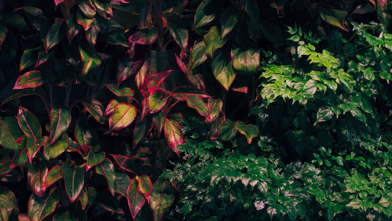 Wallpaper bushes, plants, leaves, green