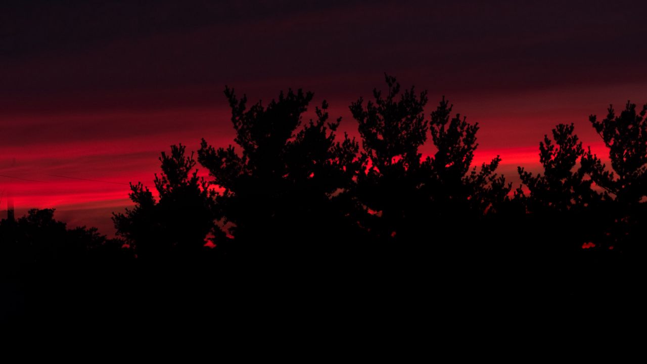 Wallpaper bushes, silhouette, sunset, reflection