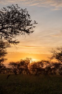 Preview wallpaper bushes, sunset, branches, sky