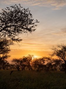 Preview wallpaper bushes, sunset, branches, sky