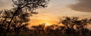 Preview wallpaper bushes, sunset, branches, sky