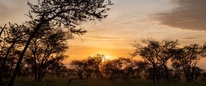 Preview wallpaper bushes, sunset, branches, sky