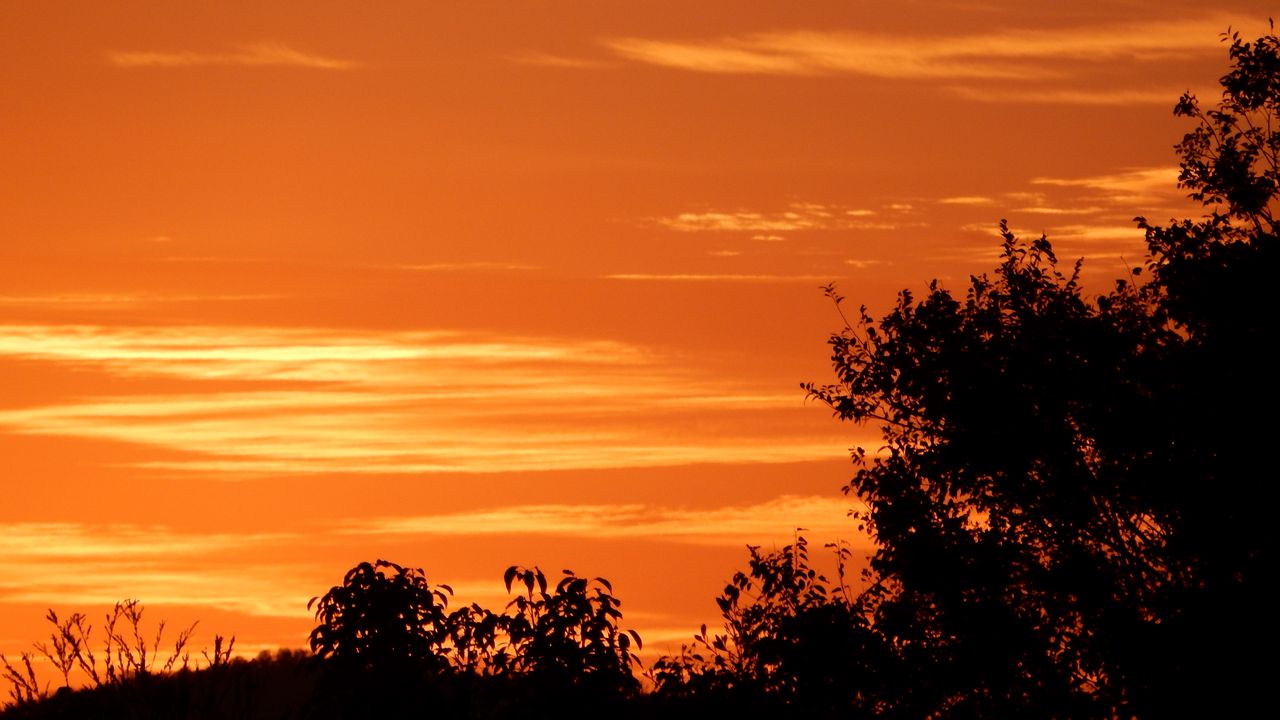 Wallpaper bushes, sunset, silhouette