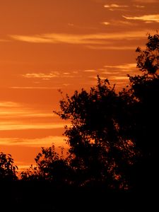 Preview wallpaper bushes, sunset, silhouette