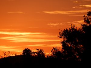 Preview wallpaper bushes, sunset, silhouette