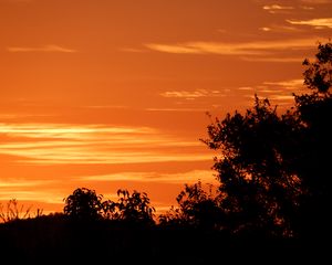 Preview wallpaper bushes, sunset, silhouette