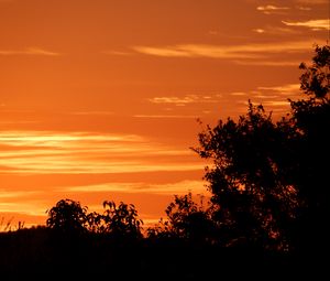 Preview wallpaper bushes, sunset, silhouette